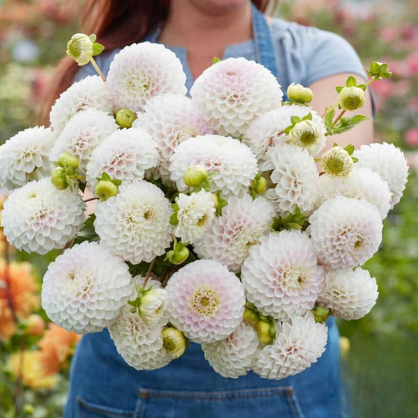 Dahlia Pink Pearl