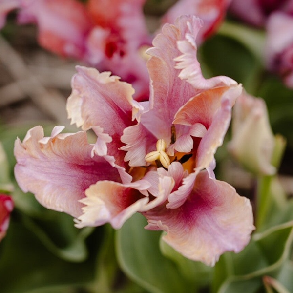 Tulp Vovos ( 10 stuks)