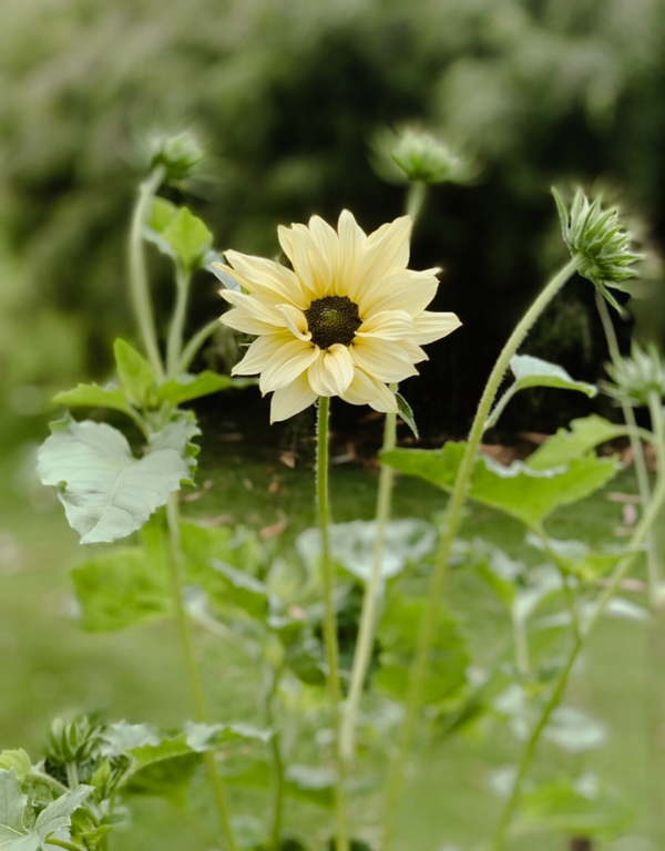Helianthus Italian White | Zonnebloem