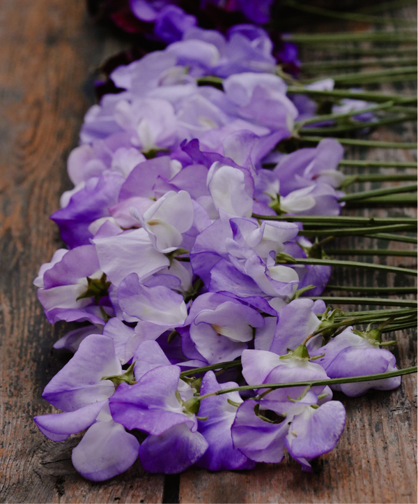 Lathyrus Odoratus Spencer Lilac Ripple | Reukerwt