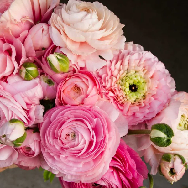 Ranonkels Soft Pastel met groenig hart ( 10 stuks)