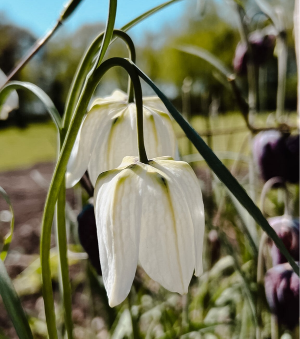 Fritillaria Meleagris Alba