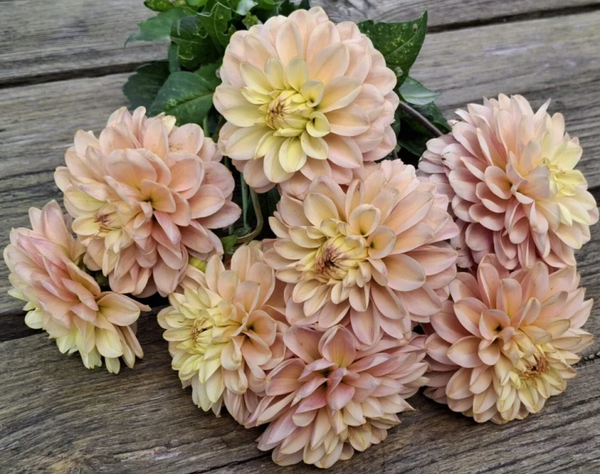 Dahlia Bazuin Candy