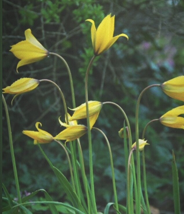 Tulp Sylvester | Verwilderings tulp (10 stuks)