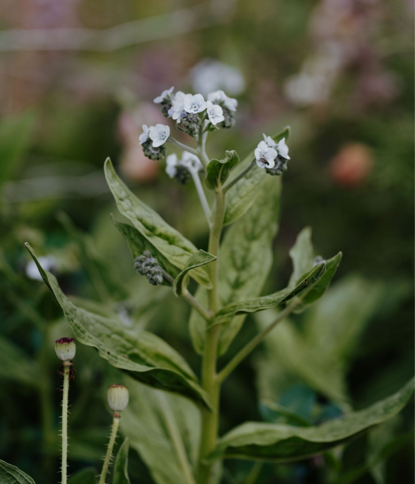 Cynoglossum Amabile Ms. Marilyn | Chinese-forget-me-not Ms. Marilyn