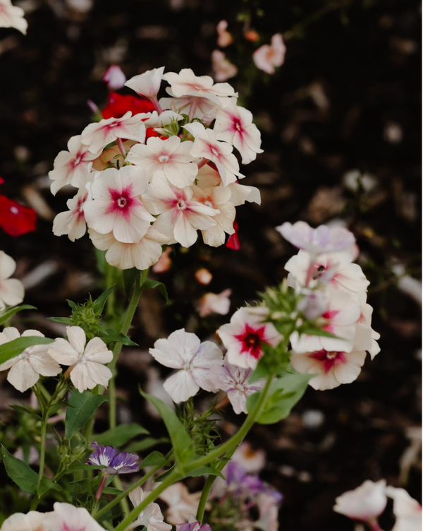 Phlox Drummondi Cherry Caramel | Vlambloem