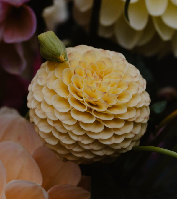 Dahlia Buttercup