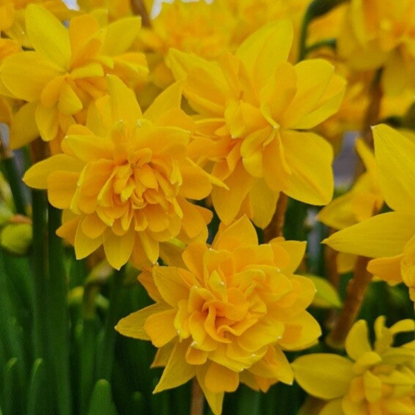 Narcis Tete Boucle (10 stuks)