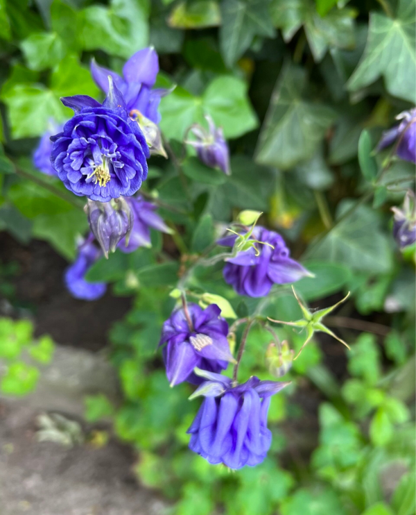 Aquilegia Blue | Akelei blauw paars
