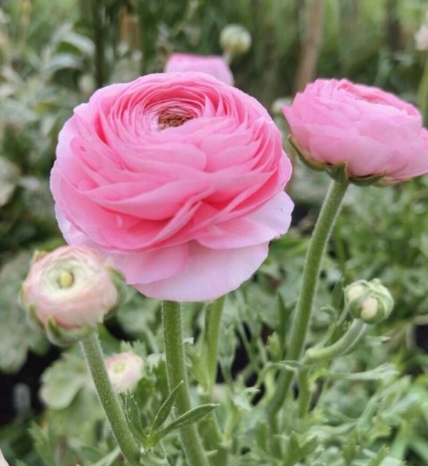 Ranonkels Rosa Chiaro (10 stuks)
