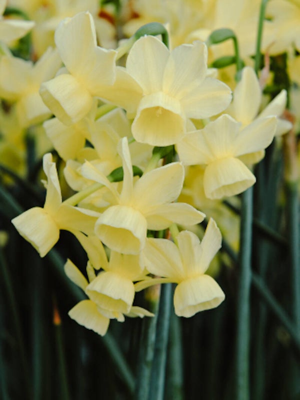 Narcissus Angel's Breath ( 10 stuks)