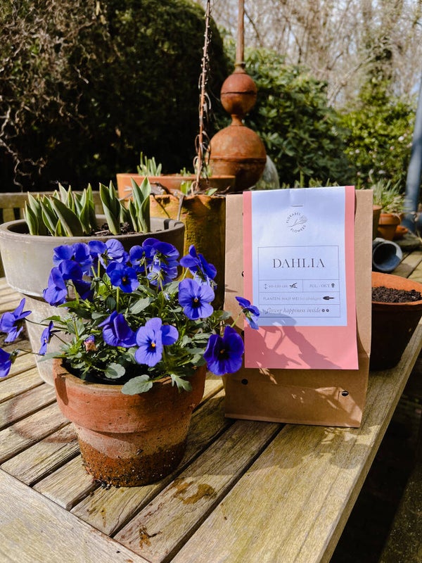 Dahlia Verrassingspakket