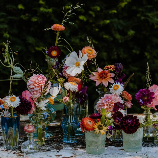 Helichrysum Bracteatum mix | Strobloemen mix