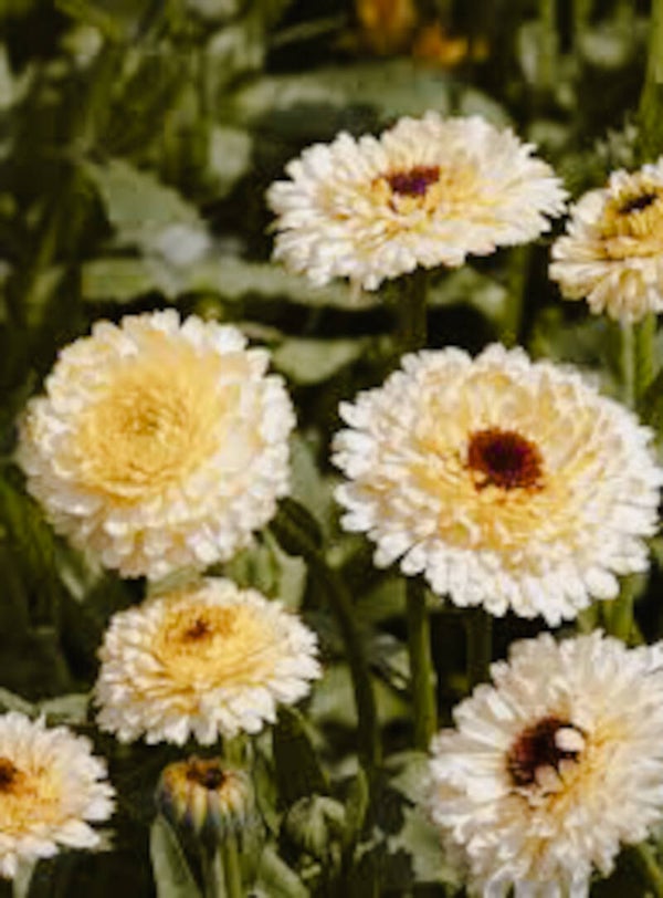 Calendula Officinalis Ivory Princess | Goudsbloem