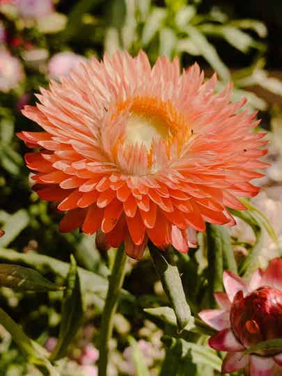 Helichrysum Bracteatum Salmon | Strobloem zalm