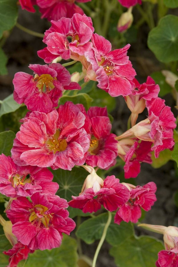 Tropaeolum Minus Jewel Cherry | Oost-indische kers Jewel Cherry