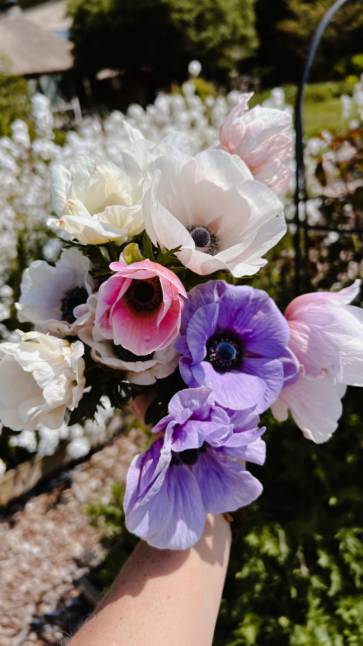 Anemonen Bestellen | Flower Happiness