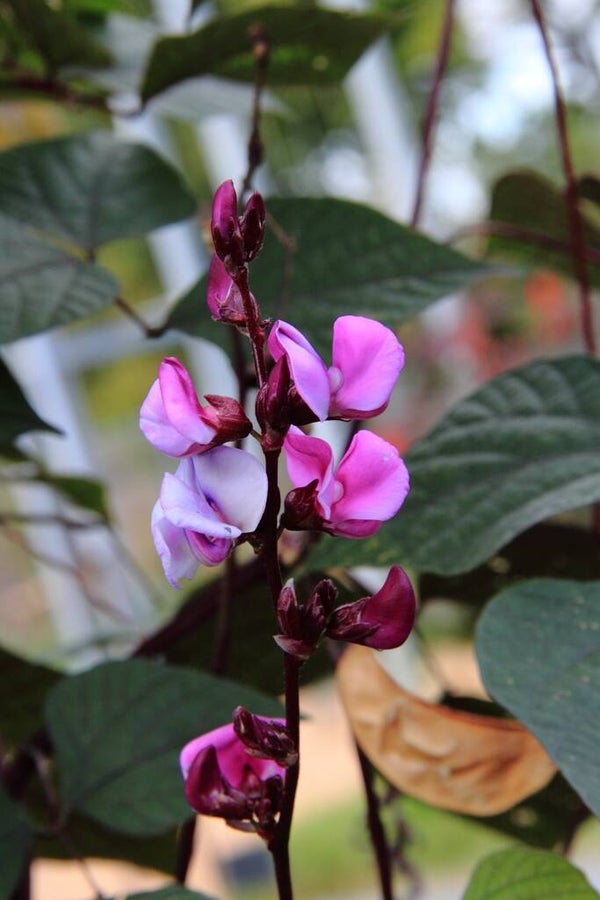 Dolichos Lablab Ruby Moon | Hyacint Boon