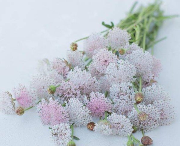 Didiscus Caeruleus Lace Pink