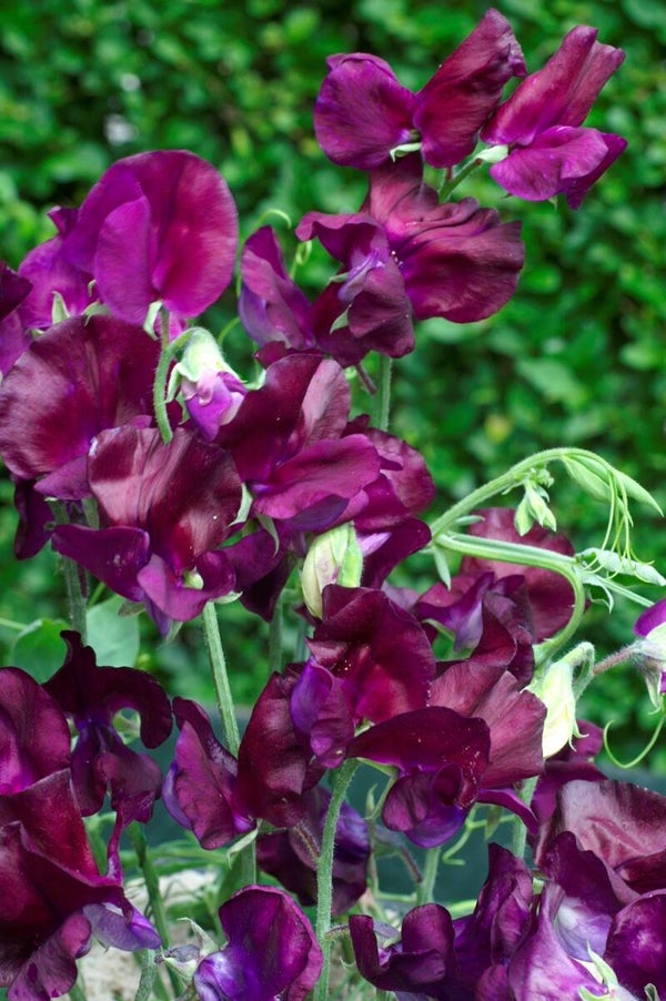 Lathyrus Royal Maroon | Siererwt Royal Maroon