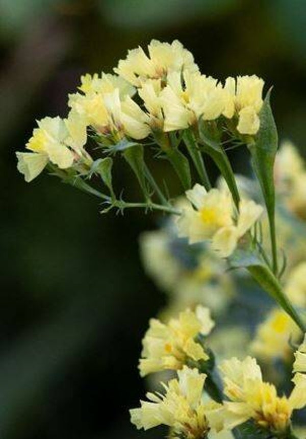 Liminium Sinuatum Bonuelii | Lamsoor | Statice