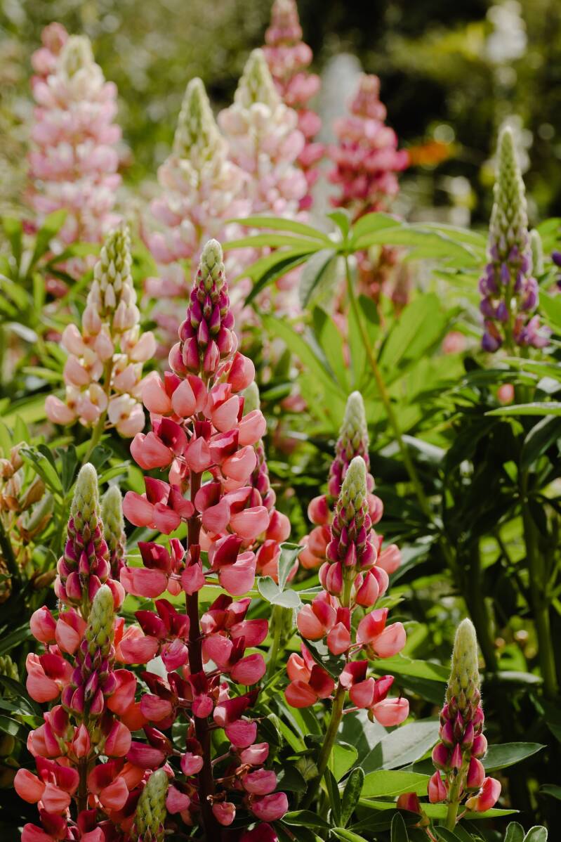 Lupine zaden mix | Flower Happiness