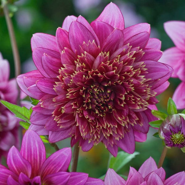 Dahlia Mambo