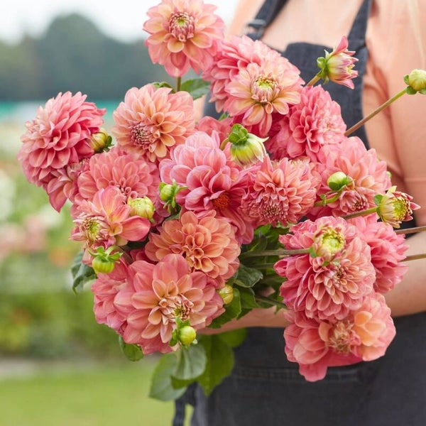 Dahlia Milena Fleur