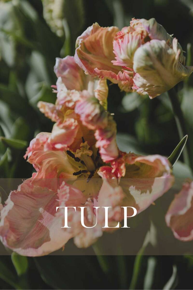 Bestel hier de mooiste tulpen voor je bloementuin | Flower Happiness