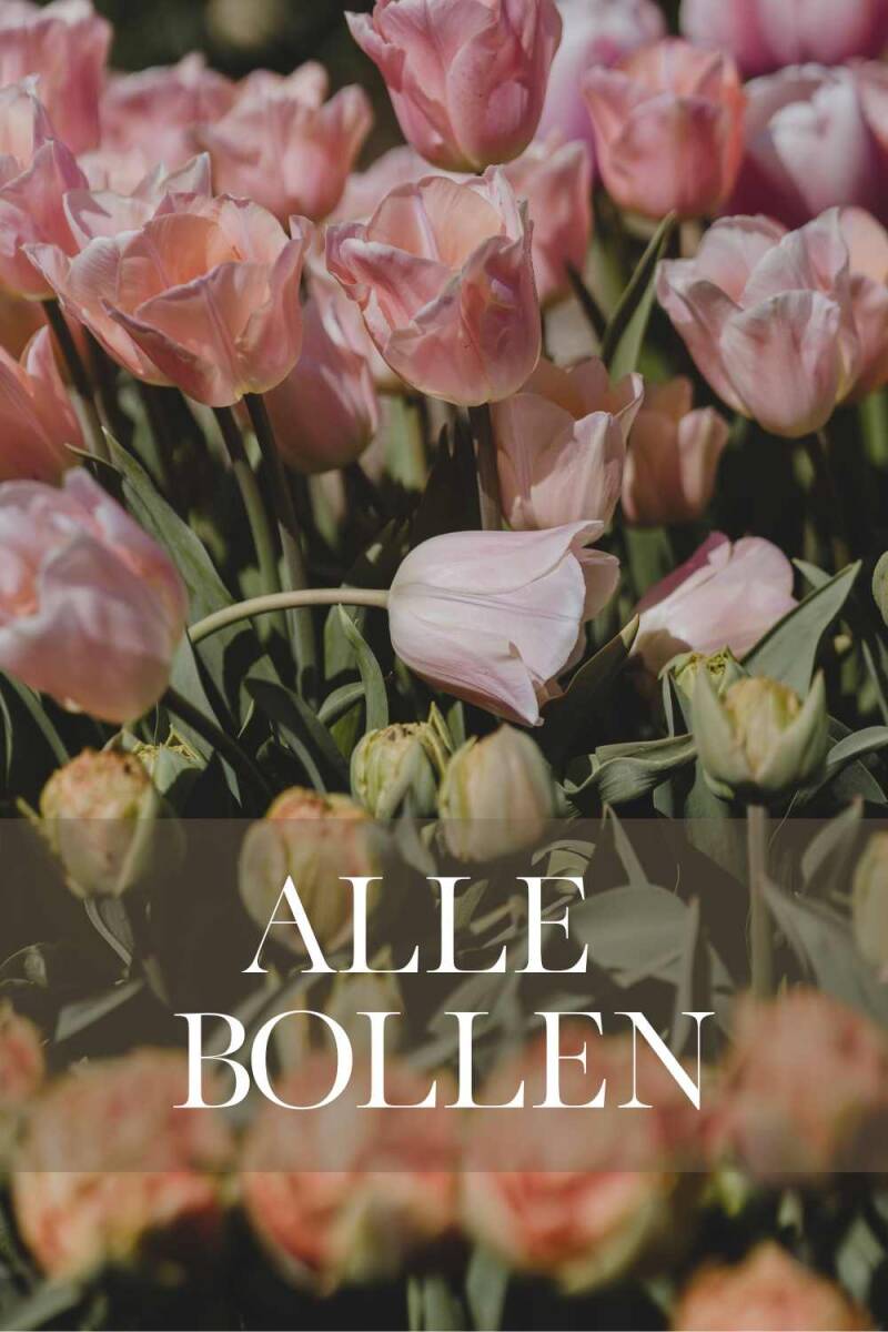 Bestel hier alle bloembollen voor je voorjaarstuin | Flower Happiness 