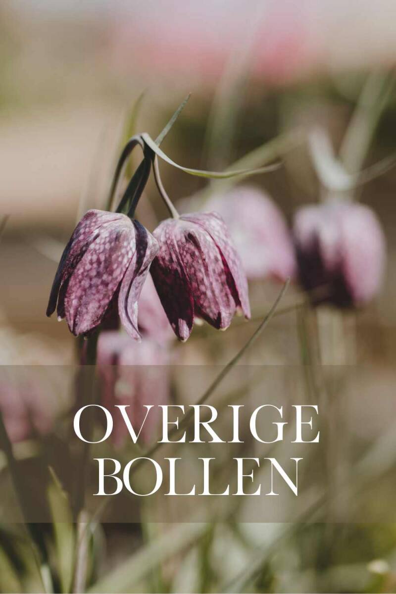 Koop hier de bloembollen voor je pluktuin | Flower Happiness