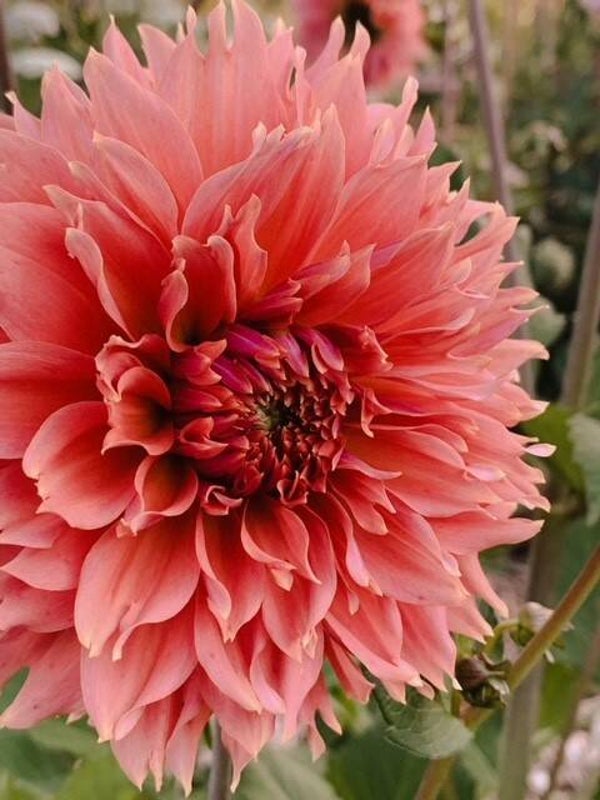 Dahlia Orange Fubuki