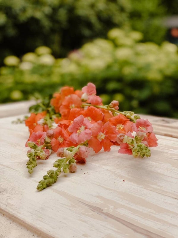 Antirrhinum potomac orange | Leeuwenbek