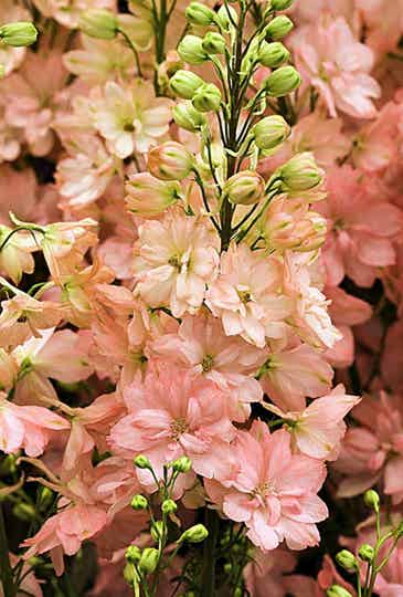 Delphinium Salmon beauty | Ridderspoor