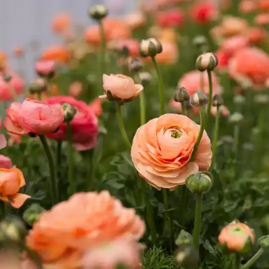 Ranunculus Tango | Ranonkel Tango