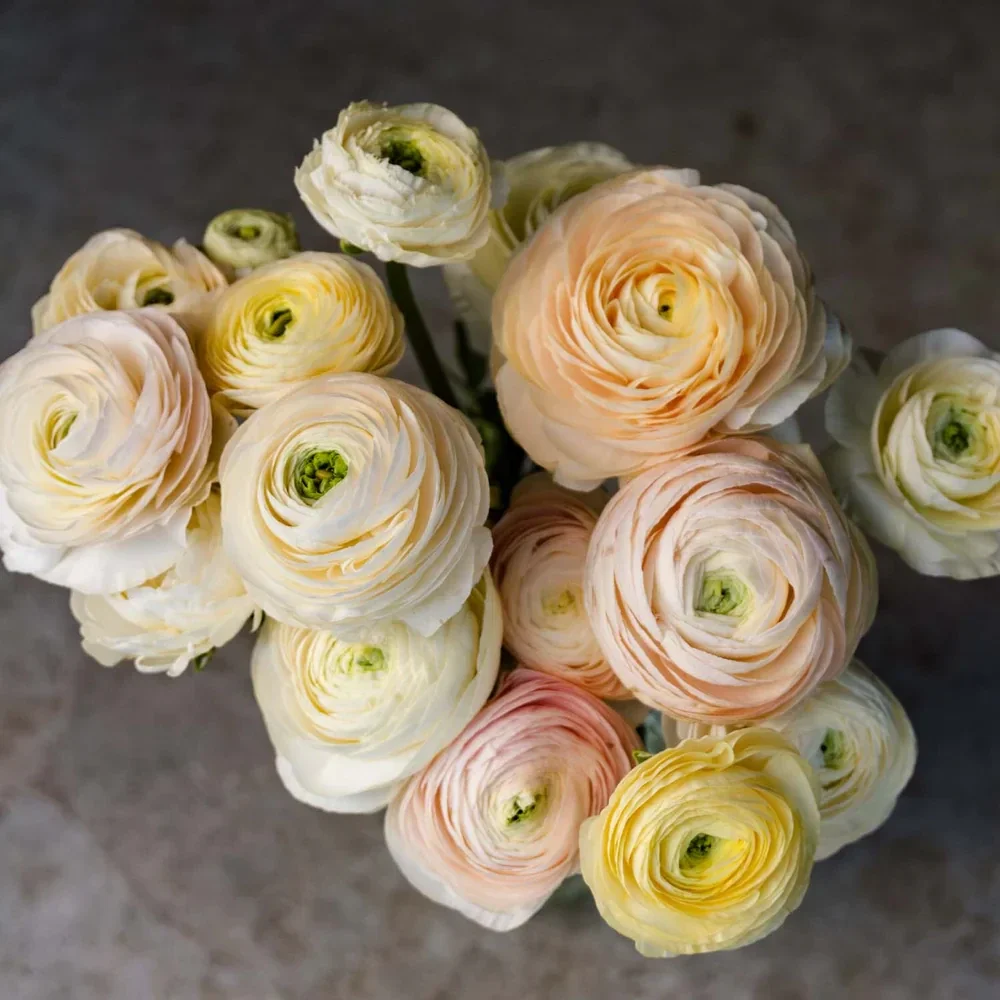 Ranunculus Wedding Pastel | Ranonkel Wedding Pastel