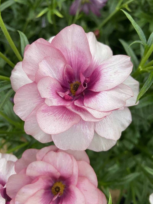 Ranunculus Butterfly Thiva | Ranonkel Butterfly Thiva