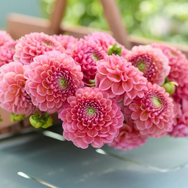 Dahlia Raspberry Baby