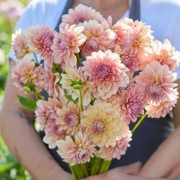 Dahlia Sturm Sweet Maria