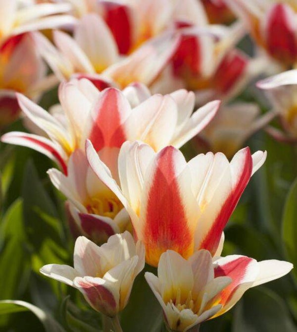 Tulp Floresta ( 10 stuks)