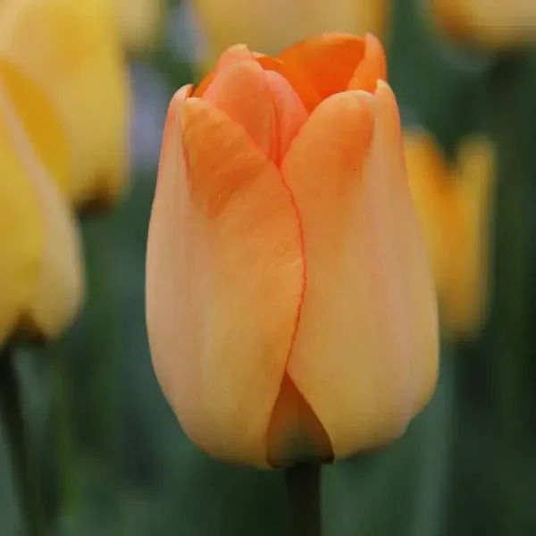 Tulp Daydream