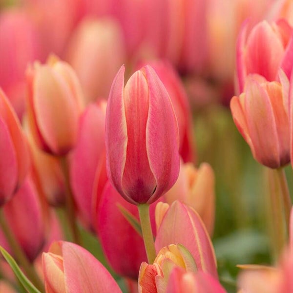 Tulp Miscellaneous Annika (10 stuks)