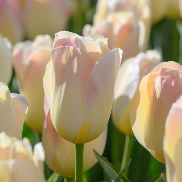 Tulp Jade Maiden (10 stuks)