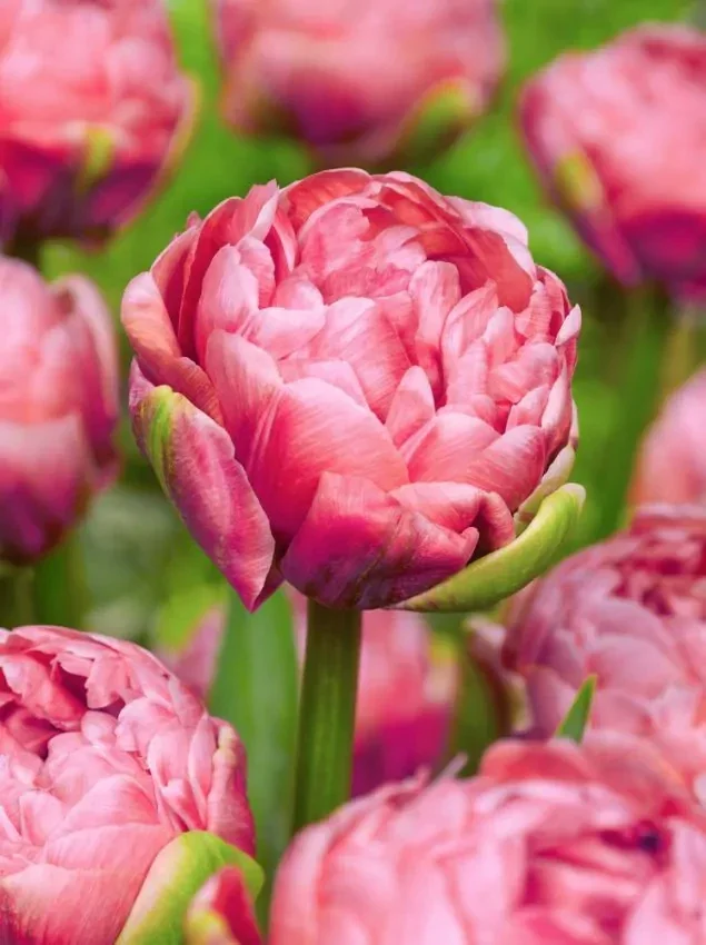 Tulp Renown Unique | Tulipa Renown Unique