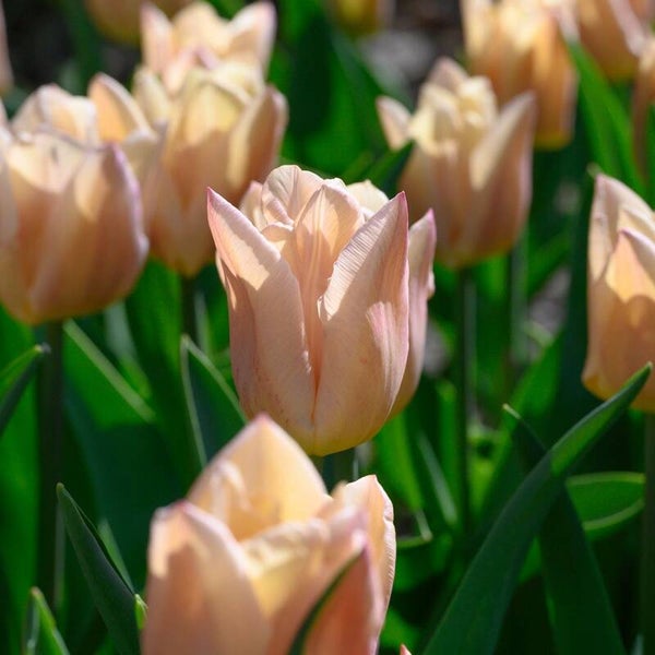 Tulp Apricot Copex (10 stuks)