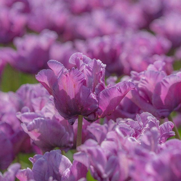 Tulp Blue Parrot (10 stuks)