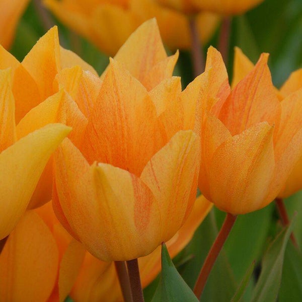 Tulp Miscellaneous Shogun (10 stuks)
