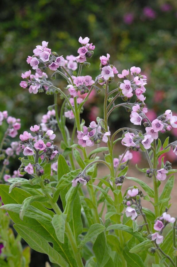 Cynoglossum amabile Mystery Roze | Chinese-forget-me-not