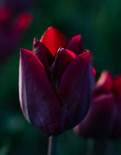 Tulp Ronaldo | Duurzame oogst (10 stuks)
