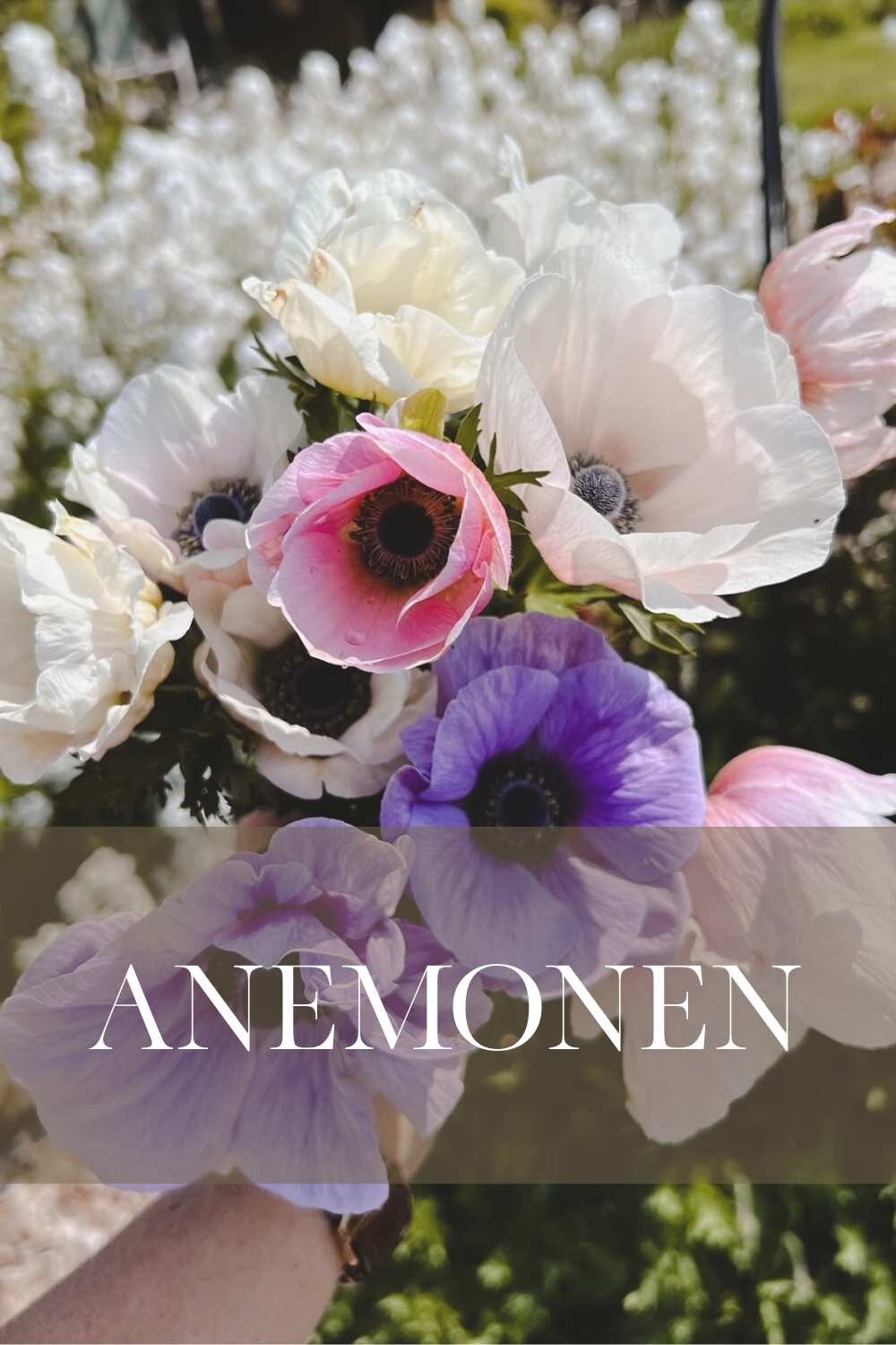 Bestel hier alle anemonen om zelf te kweken met gratis instructie video| Flower Happiness | Alles voor jouw bloementuin